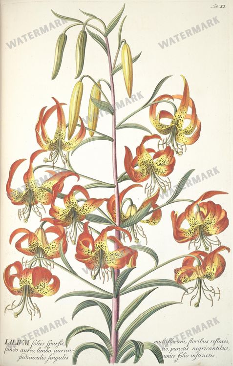 Botanical Vintage Prints