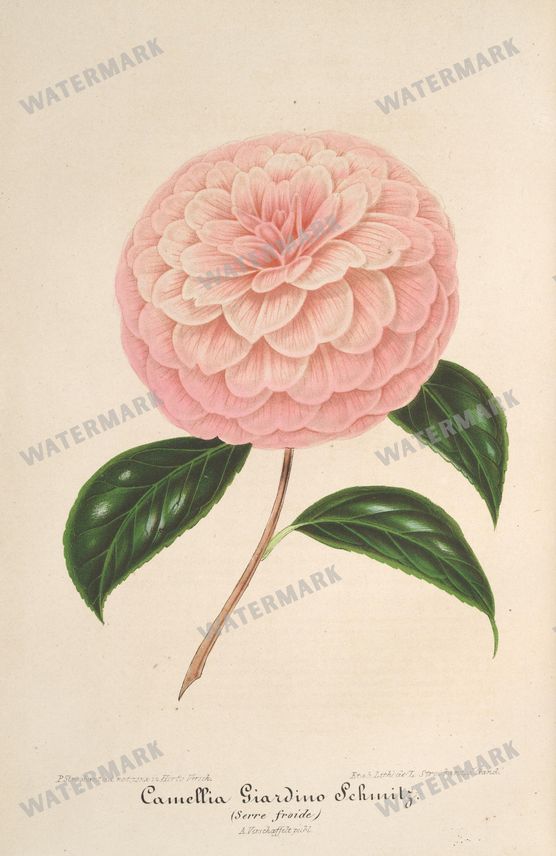 Botanical Vintage Prints