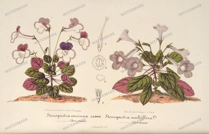 Botanical Vintage Prints
