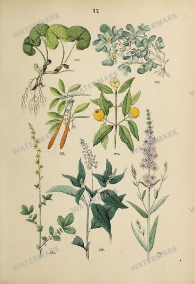Botanical Vintage Prints