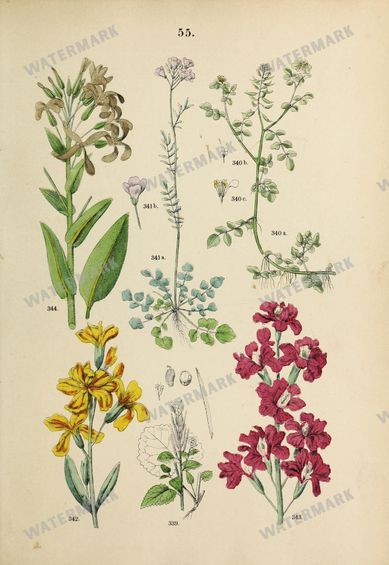 Botanical Vintage Prints