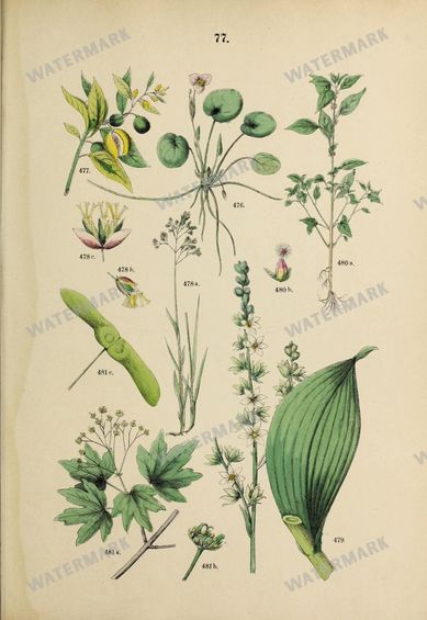 Botanical Vintage Prints