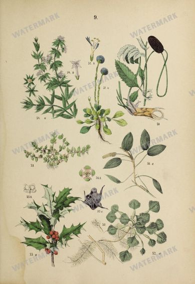Botanical Vintage Prints