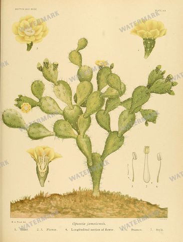 Cactus Vintage Prints