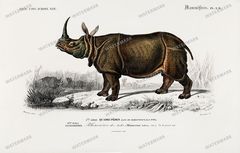 Dictionnaire Universel Dhistoire Naturelle Vintage Prints