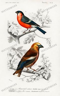 Dictionnaire Universel Dhistoire Naturelle Vintage Prints