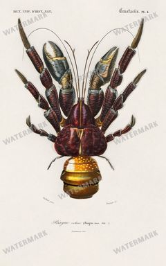 Dictionnaire Universel Dhistoire Naturelle Vintage Prints