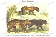 Fauna Vintage Prints