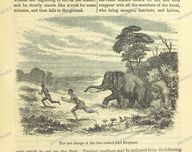 Fauna Vintage Prints