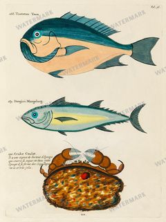 Fish Vintage Prints