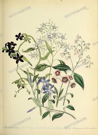 Floral Vintage Prints