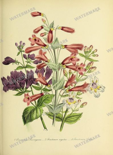 Floral Vintage Prints