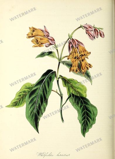 Floral Vintage Prints