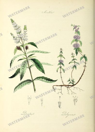 Floral vintage illustration, printable digital download, image 18
