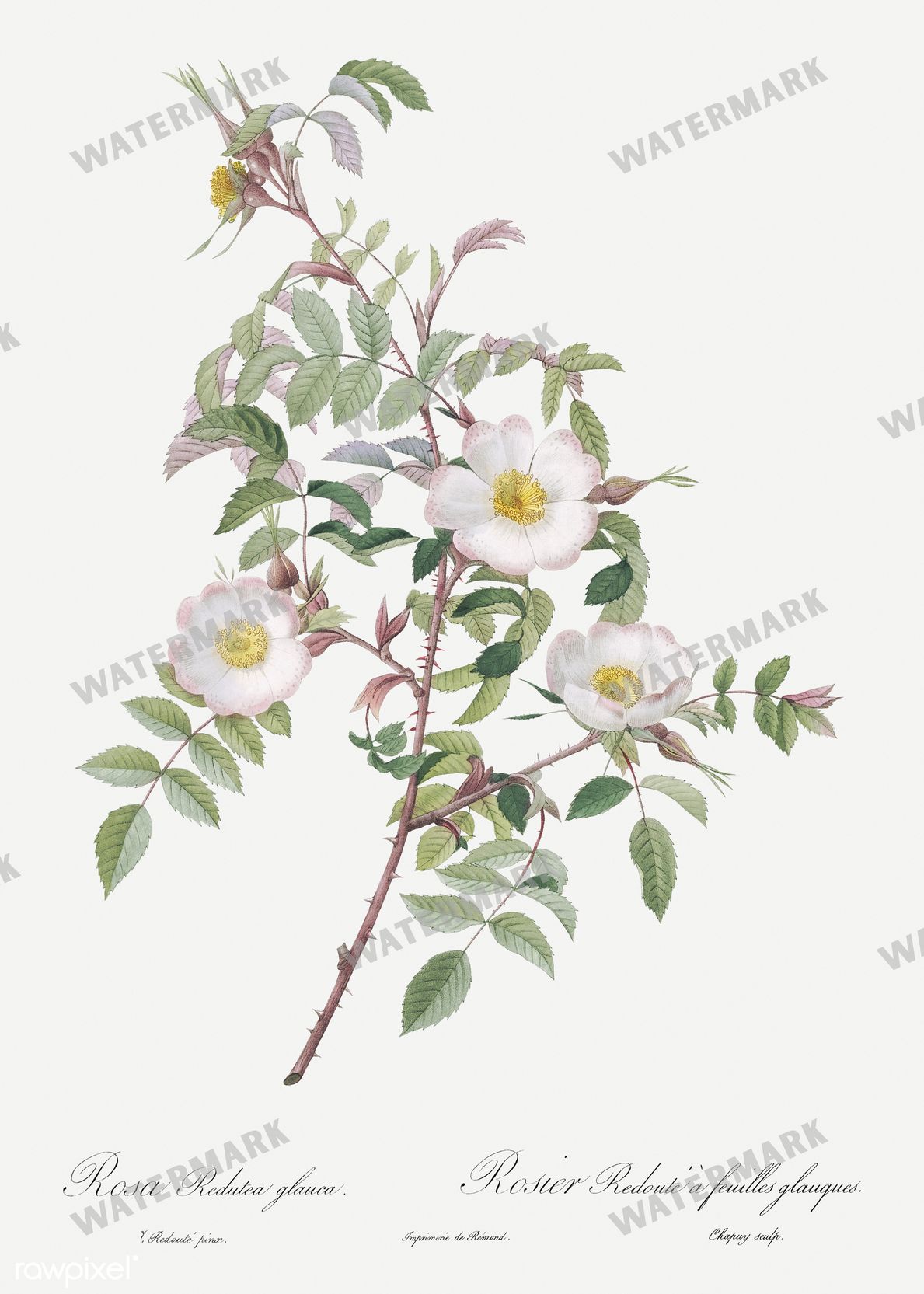 Floral Vintage Prints