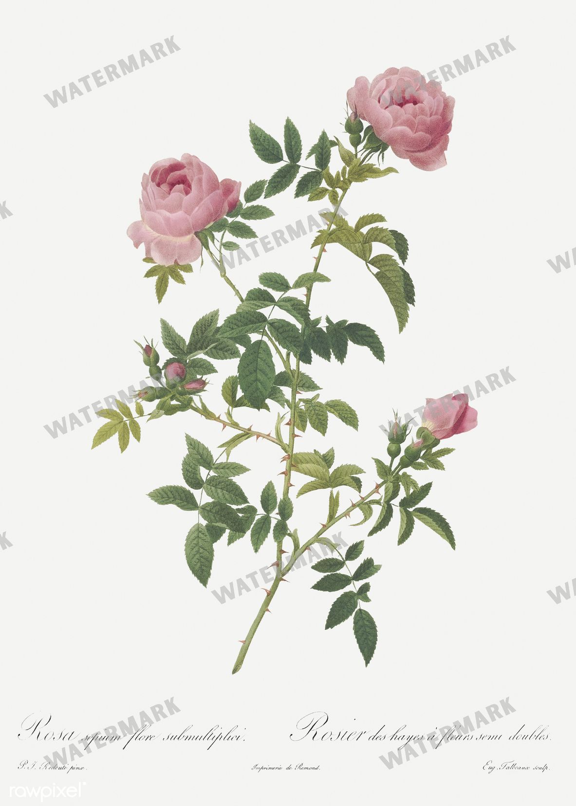 Floral Vintage Prints