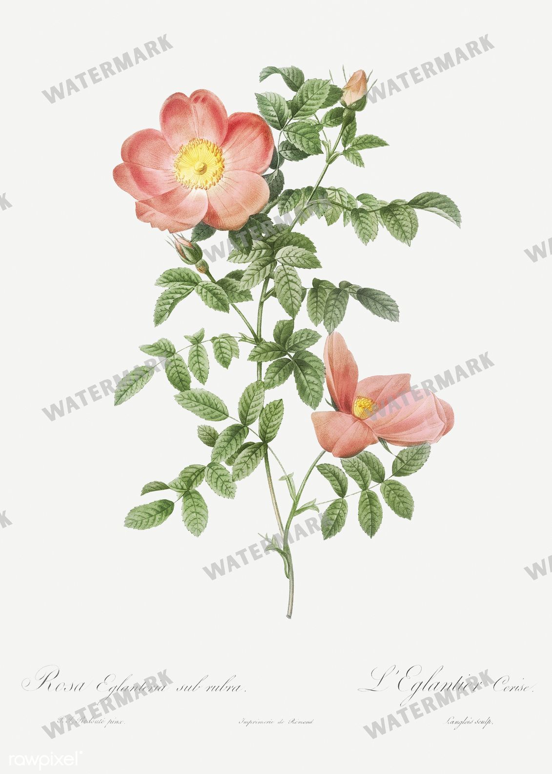 Floral Vintage Prints