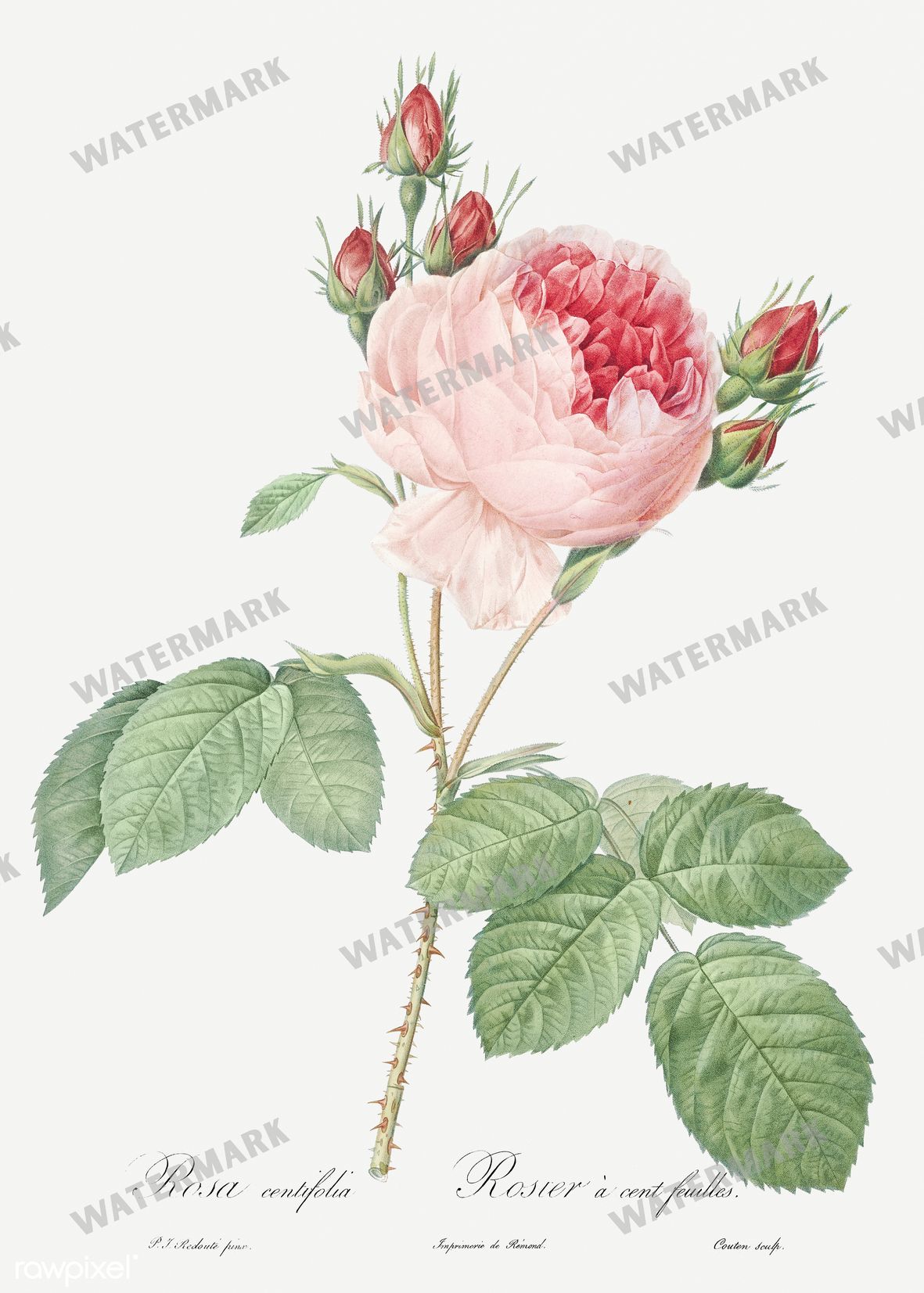 Floral vintage illustration, printable digital download, image 18