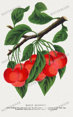 Folio Of Botanical Specimen Vintage Prints