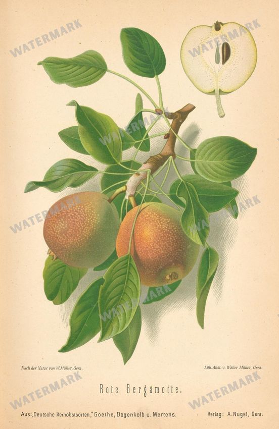 Fruit And Vegetables Vintage Prints