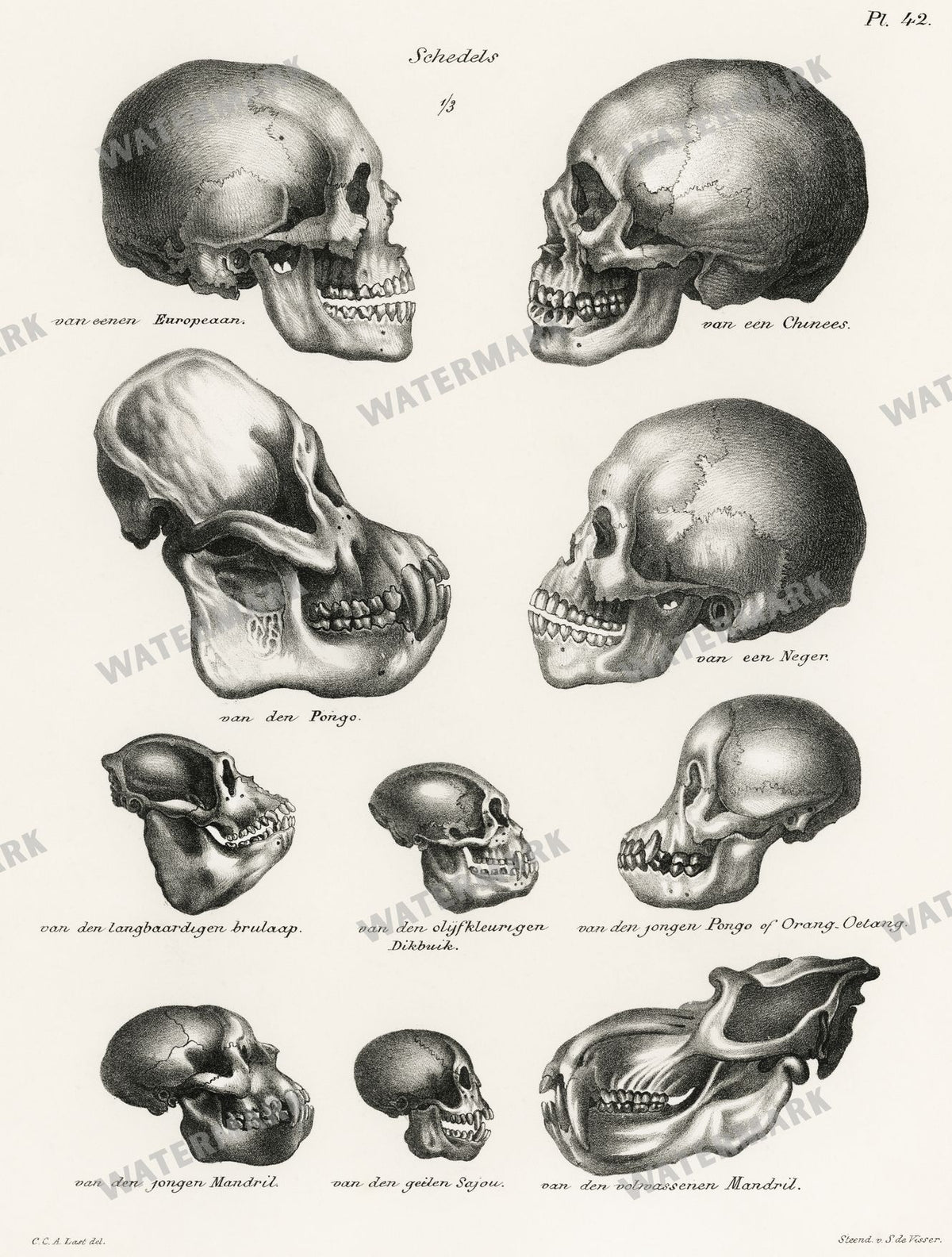 Lithographs Vintage Paintings