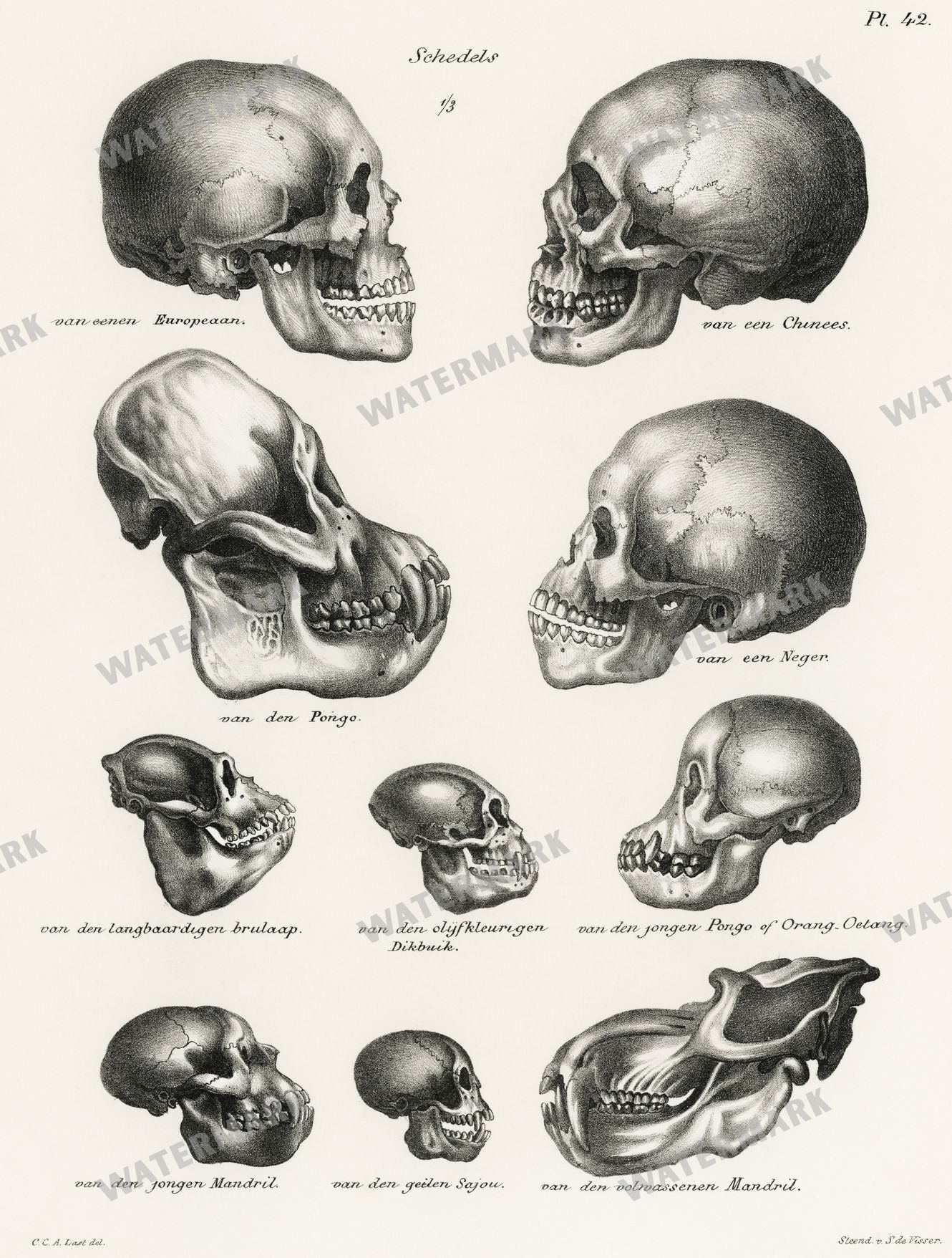 Lithographs Vintage Paintings