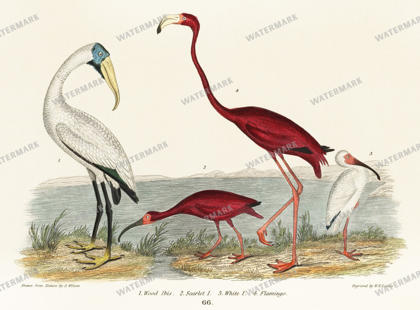 Lithographs Vintage Paintings