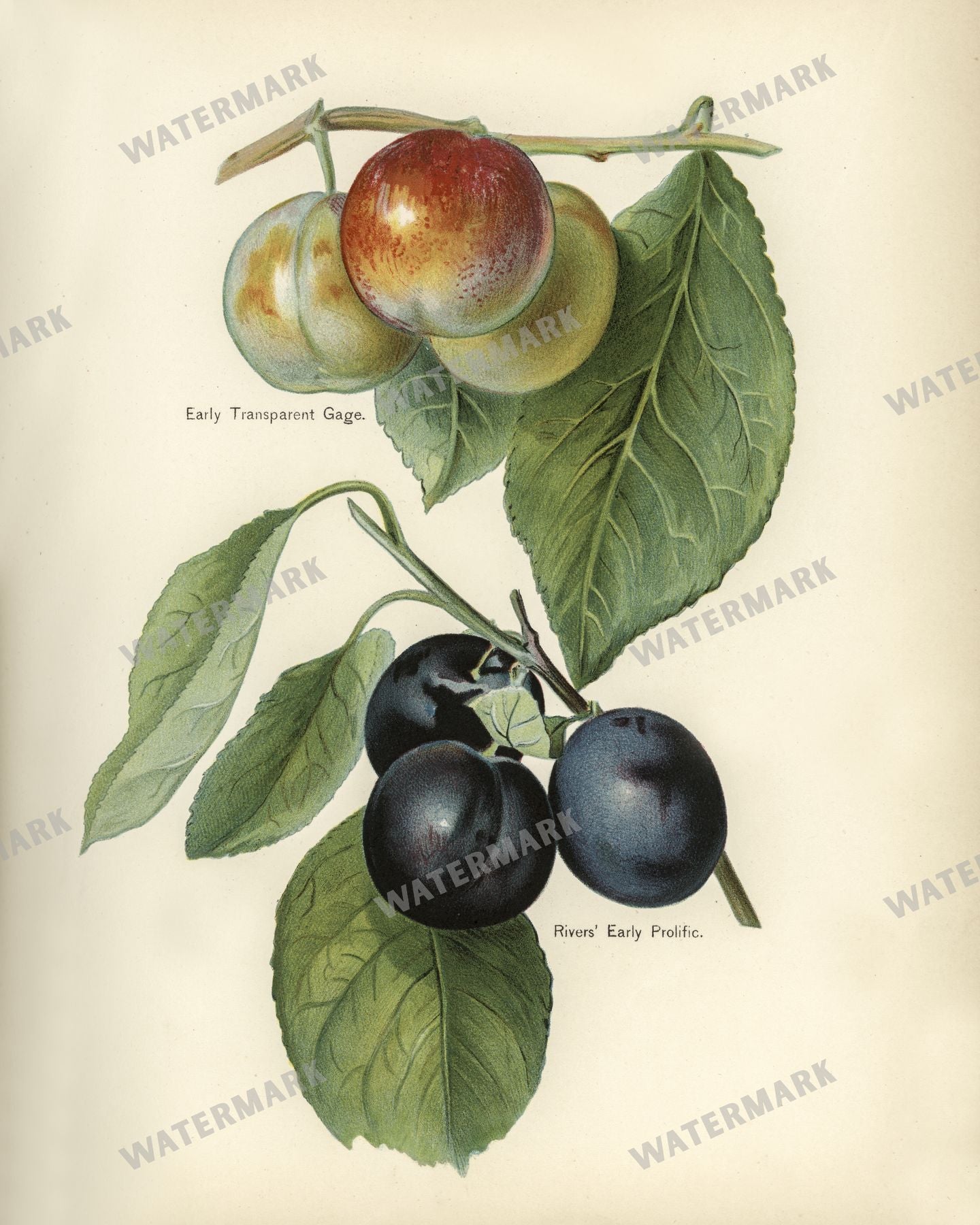 The Fruit Grower'S Guide Vintage Paintings