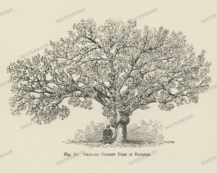The Fruit Grower'S Guide Vintage Paintings
