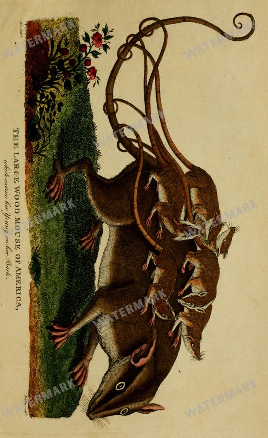 Wildlife Vintage Prints