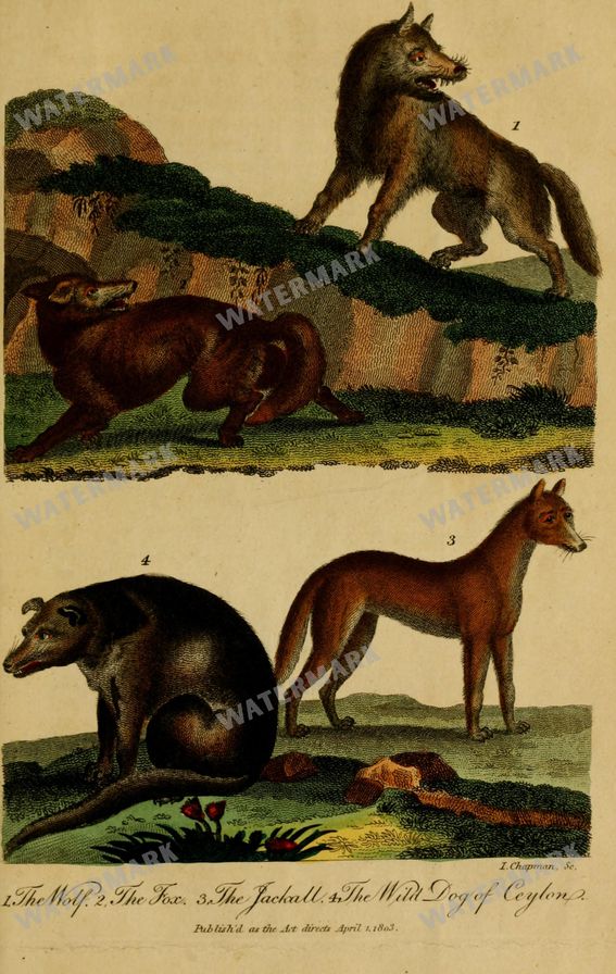Wildlife Vintage Prints
