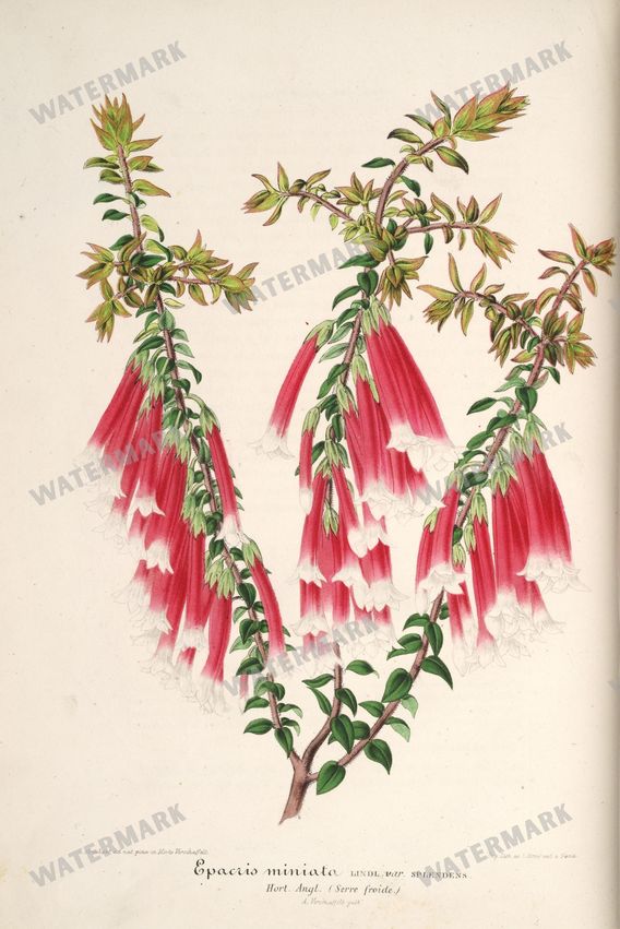 Floral Illustrations