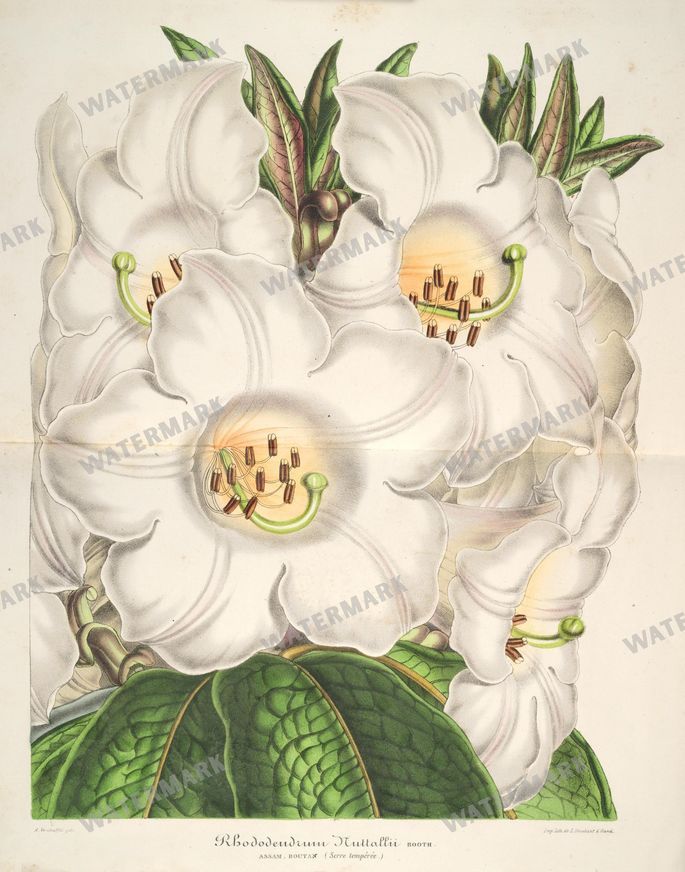 Floral Illustrations