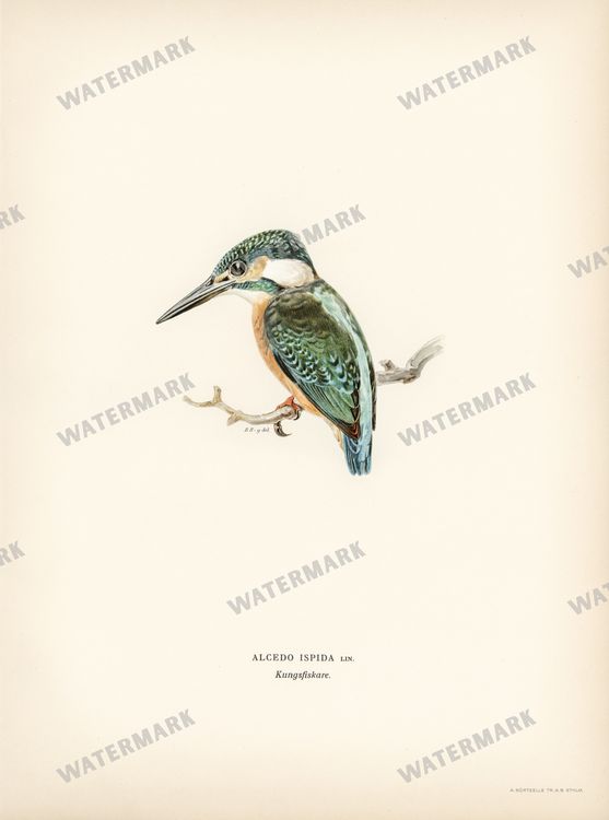 Birds Vintage Prints