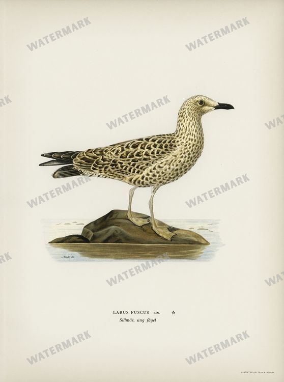 Birds Vintage Prints