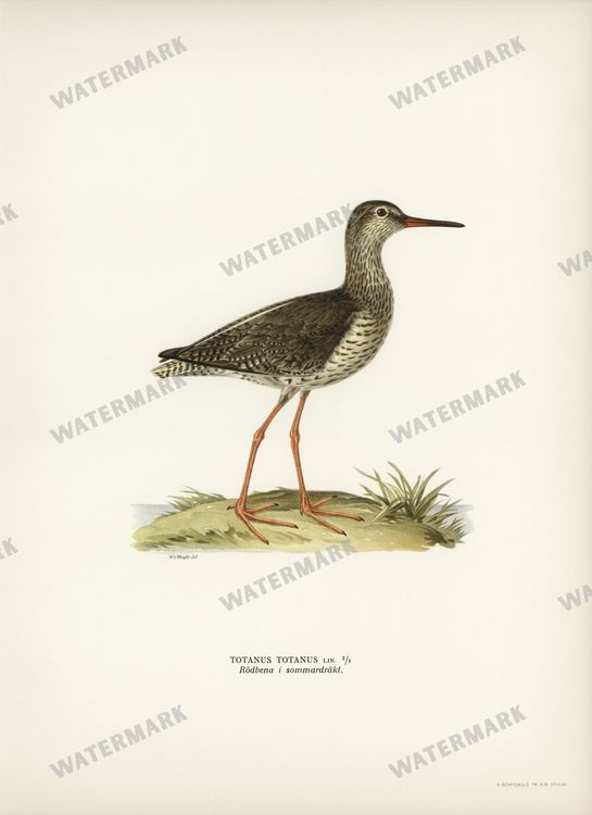 Birds Vintage Prints