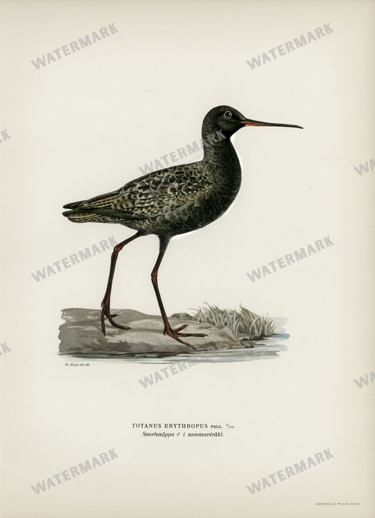 Birds Vintage Prints
