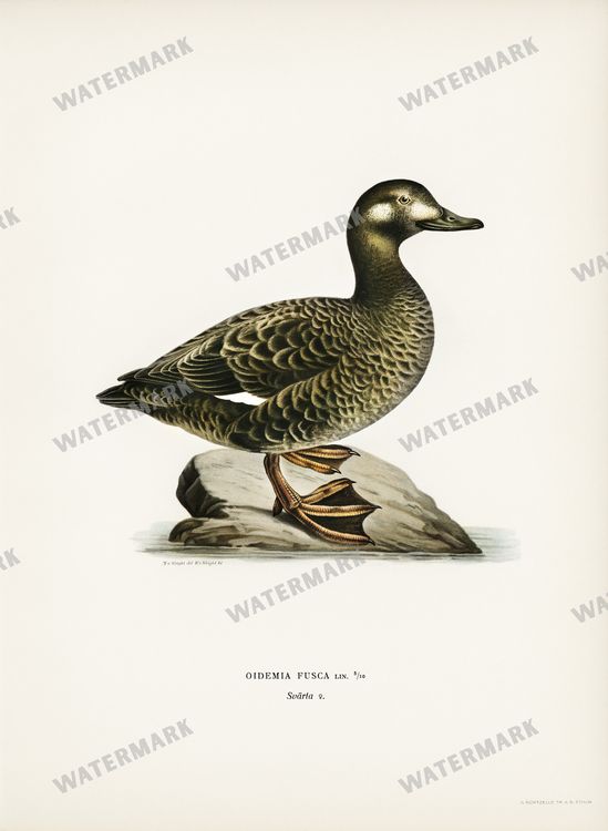 Birds Vintage Prints