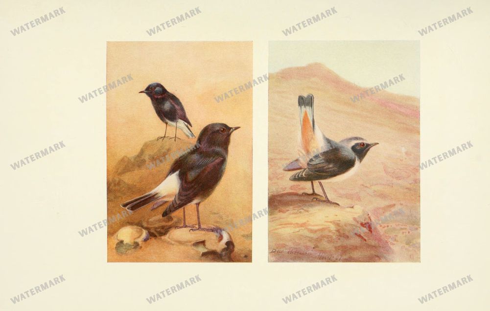 Birds Vintage Prints