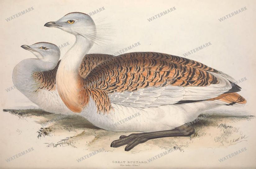 Birds Vintage Prints