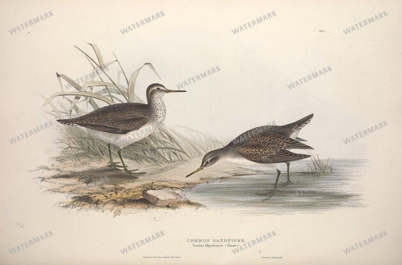 Birds Vintage Prints