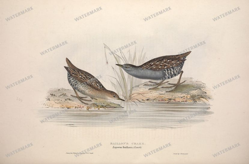 Birds Vintage Prints