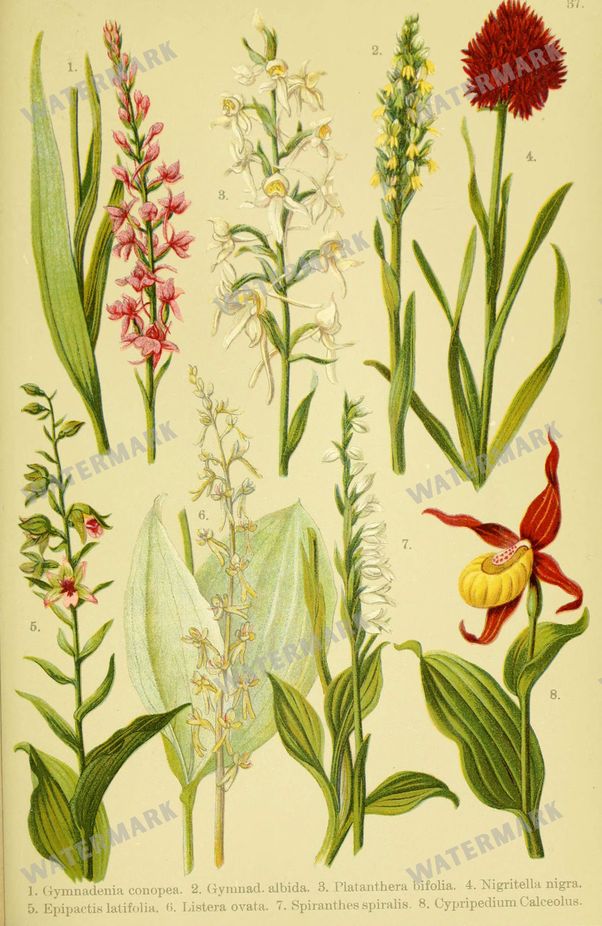Botanical Alpen-Flora Vintage Prints