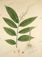 Botanical Plant Vintage Prints