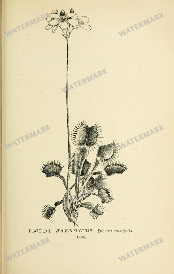 Botanical Sketches Vintage Prints