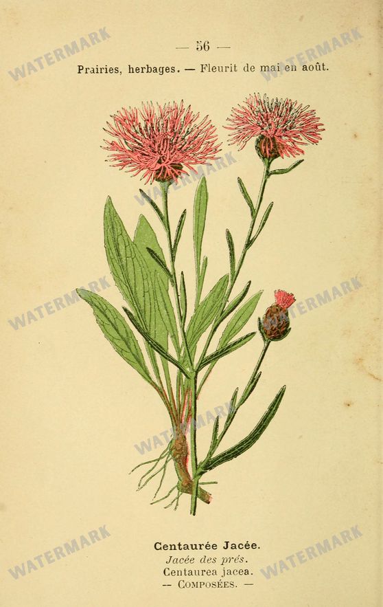 Botanical Vintage Prints