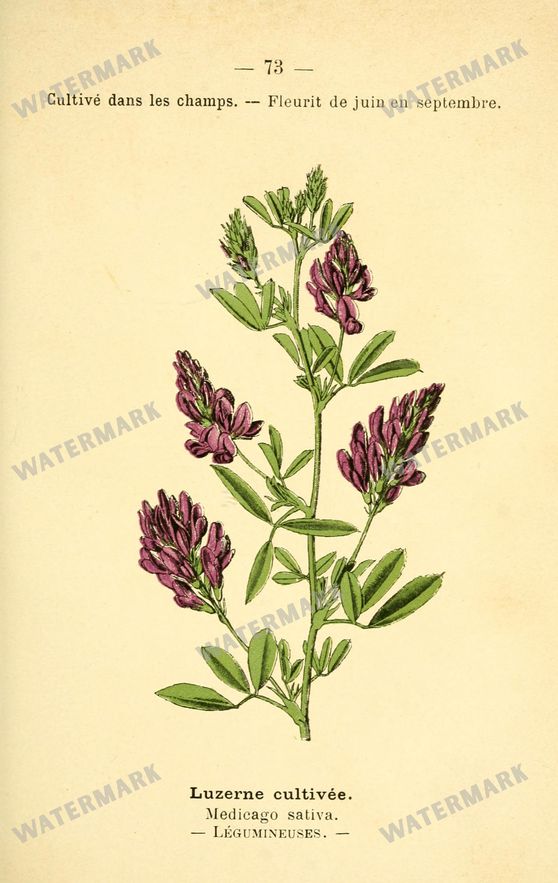 Botanical Vintage Prints