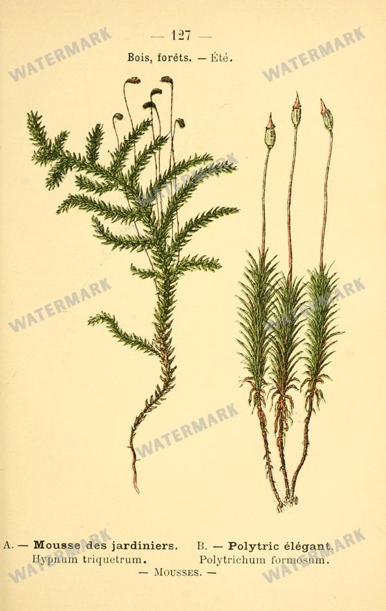 Botanical Vintage Prints