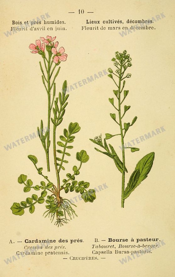 Botanical Vintage Prints