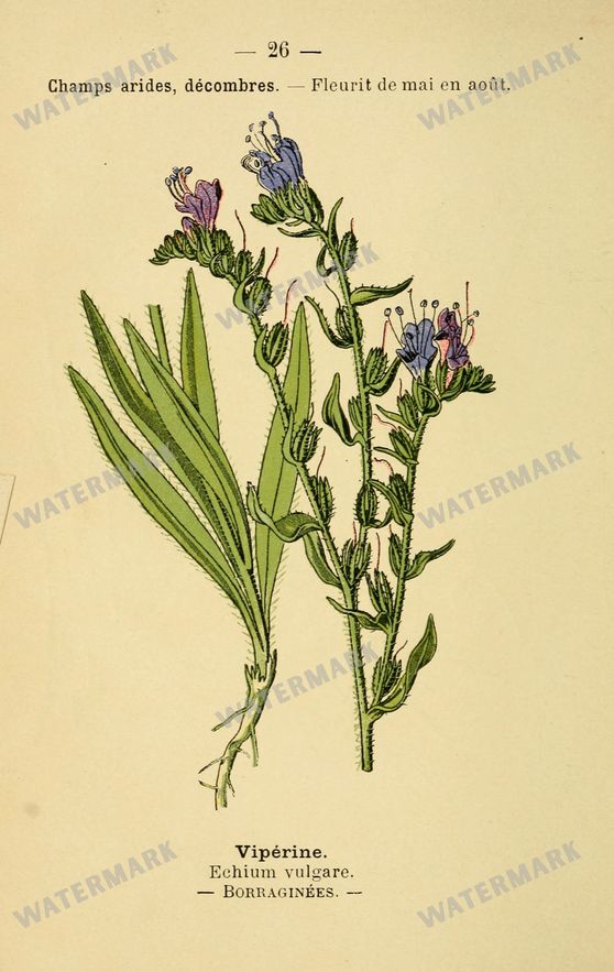 Botanical Vintage Prints